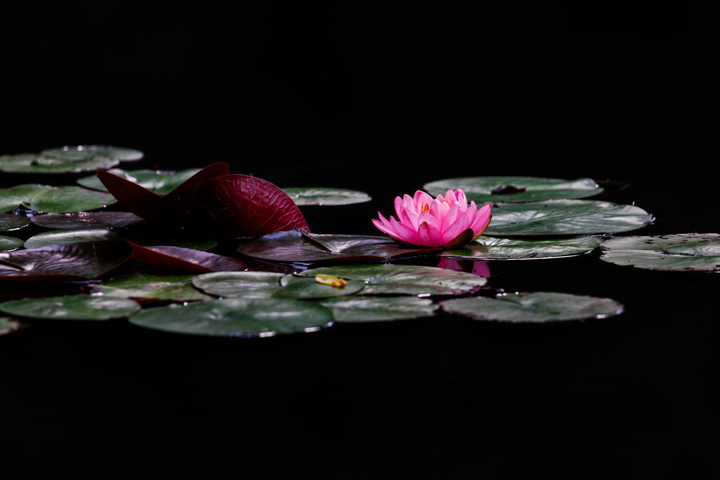 Pink Water Lily Art