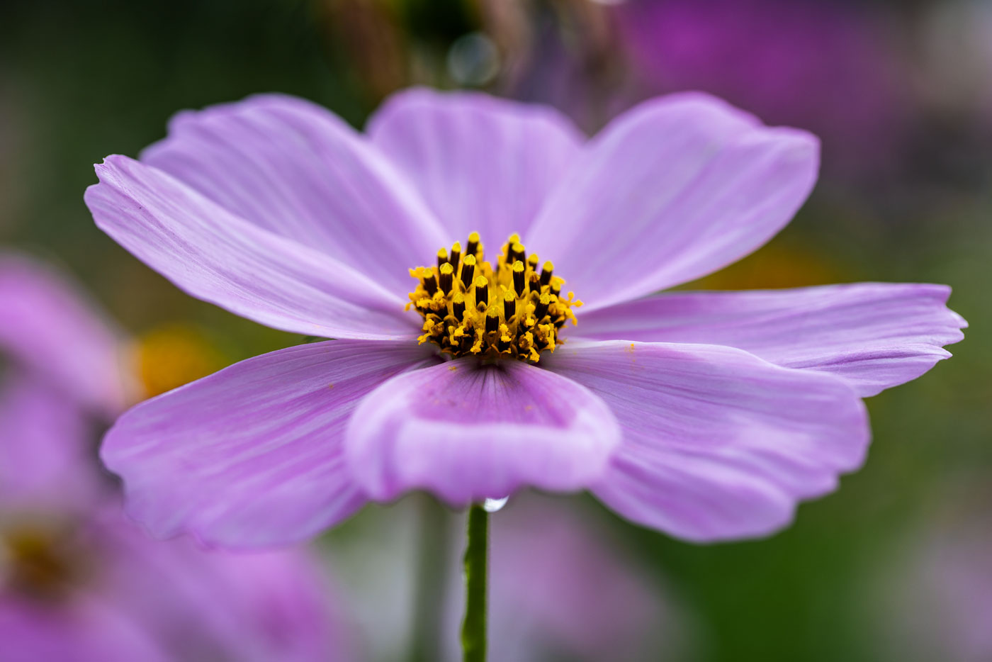 Purple Flower Artwork