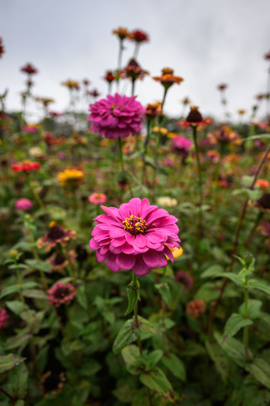 Pink Flower Wall Art