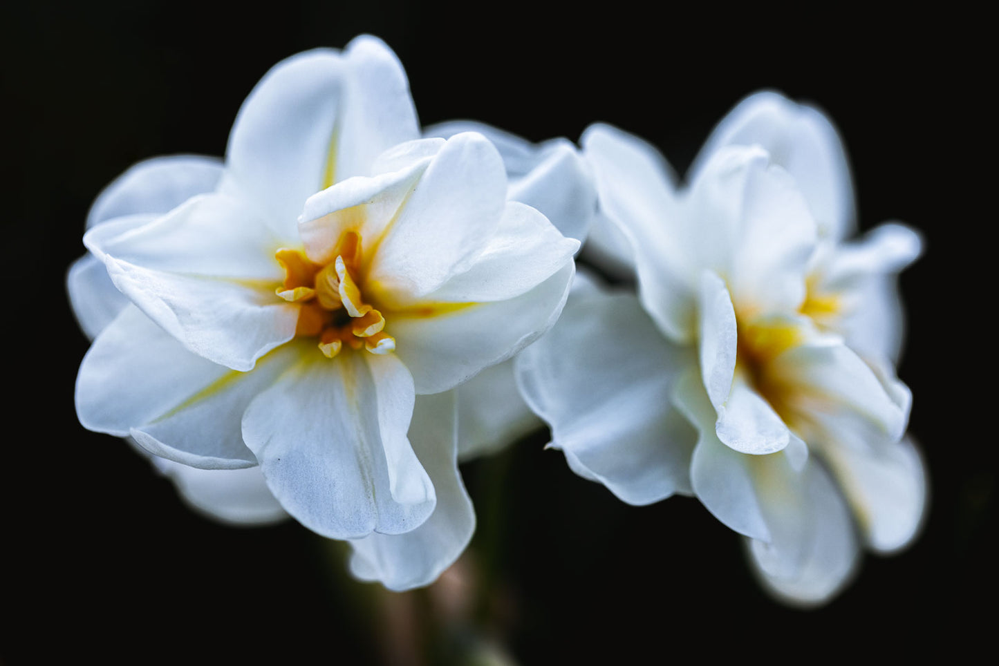 Floral Art Print
