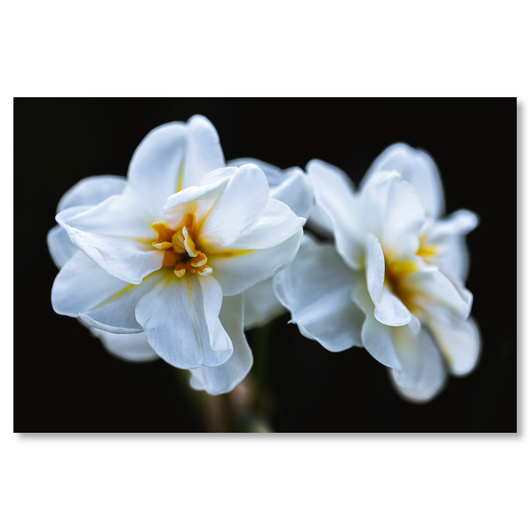 Floral Art Print