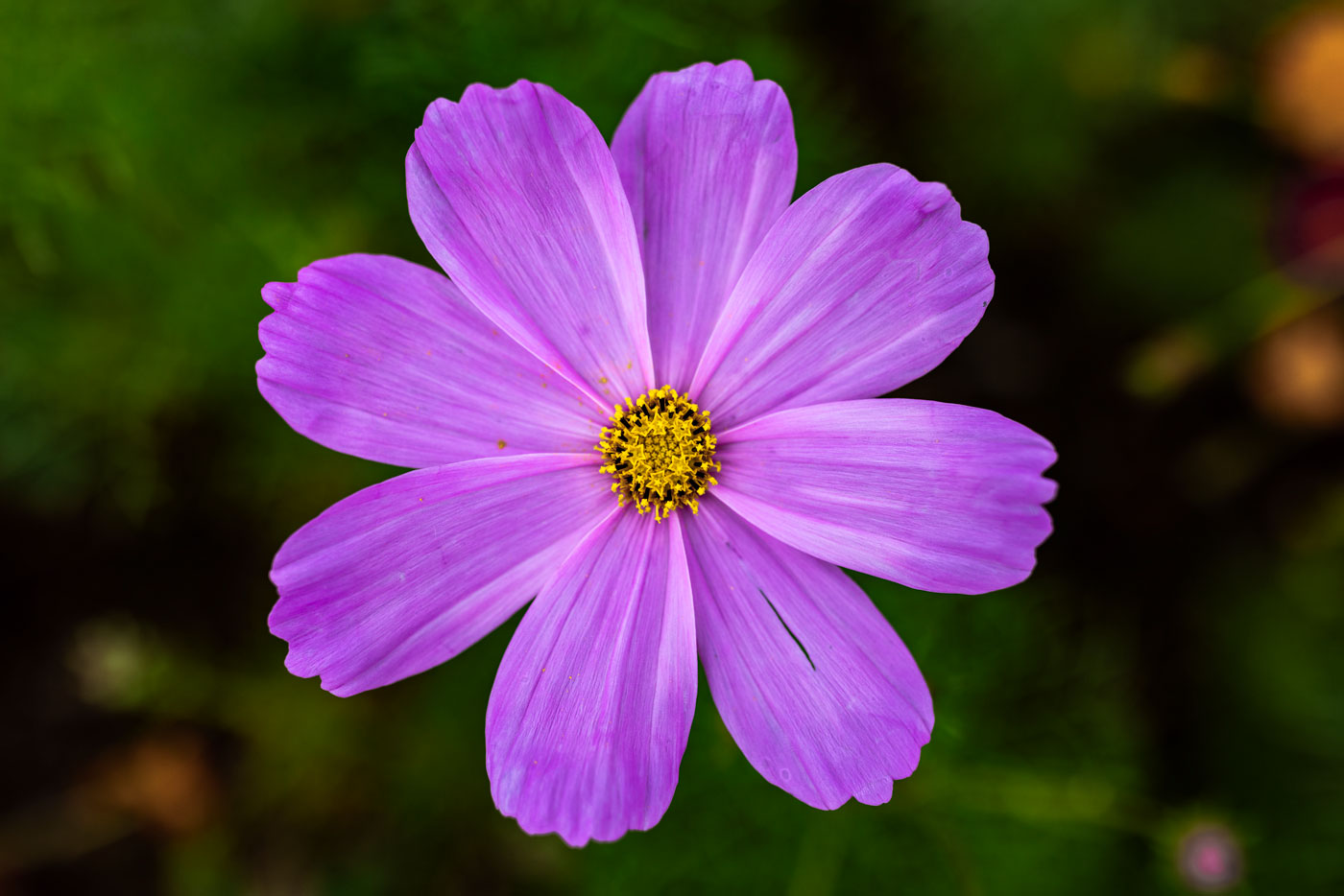 Purple Floral Wall Art