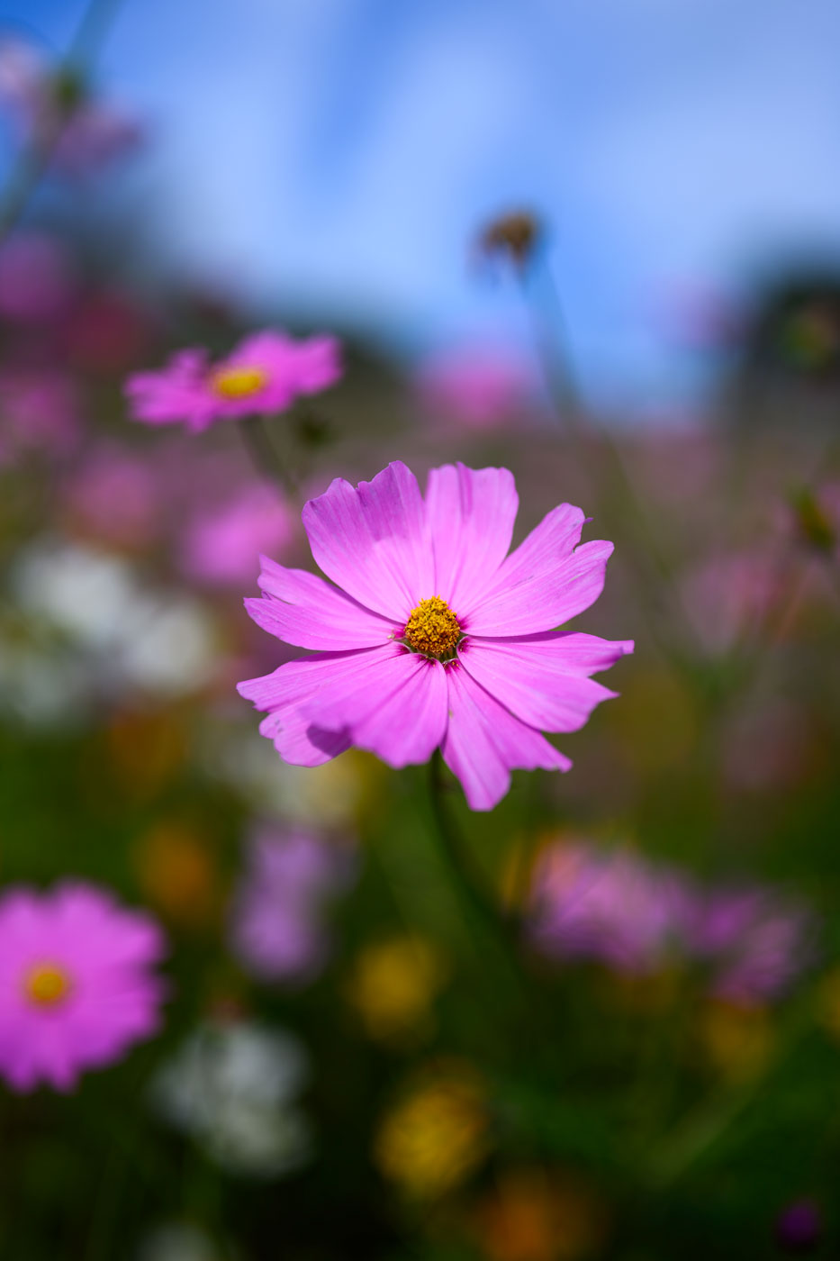 Flower Wall Art Print