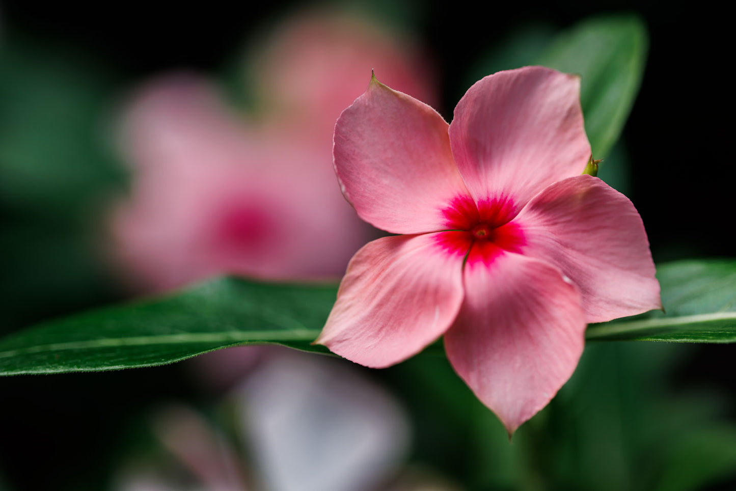 Pink Flower Art Print