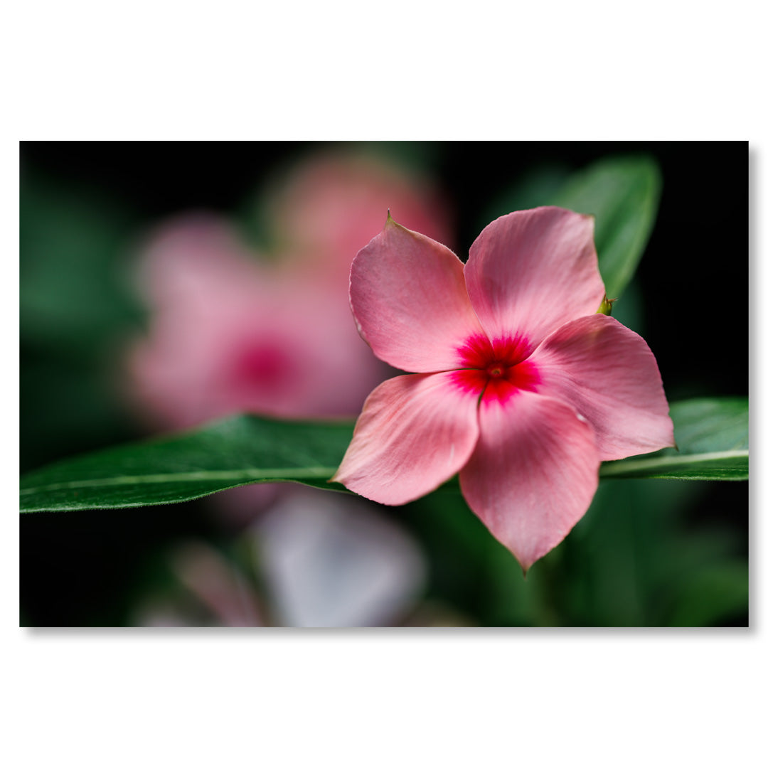 Pink Flower Art Print