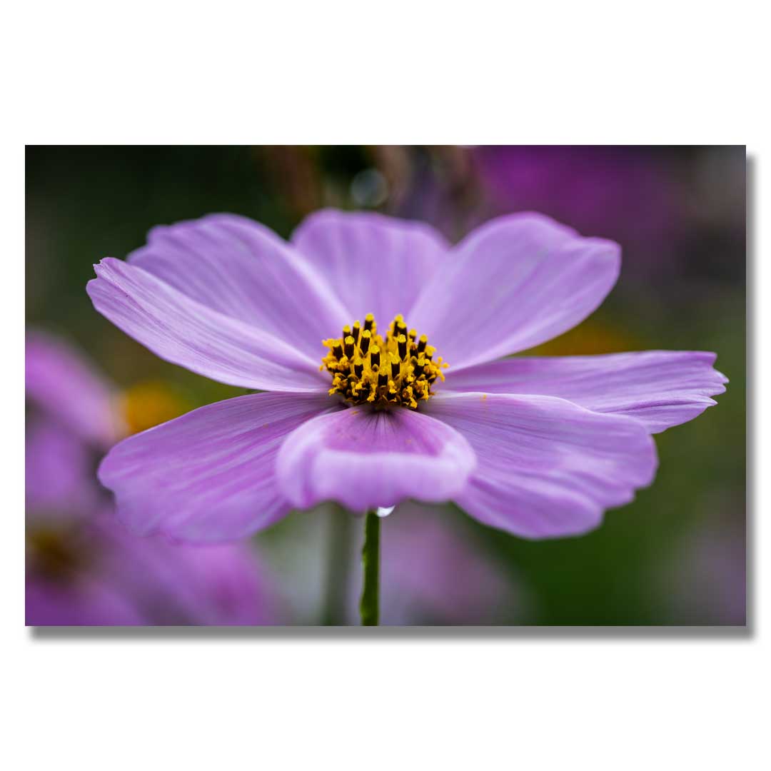 Purple Floral Art Print