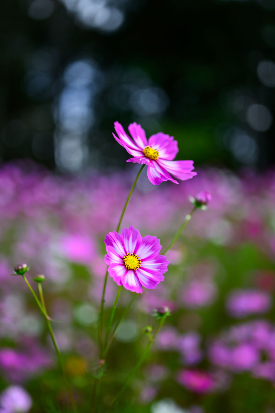 Pink Flowers Artwork