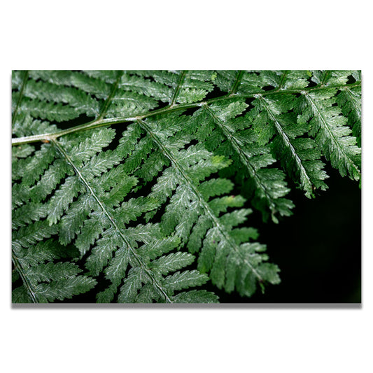 Fern Wall Art