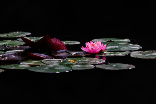 Pink Water Lily Art