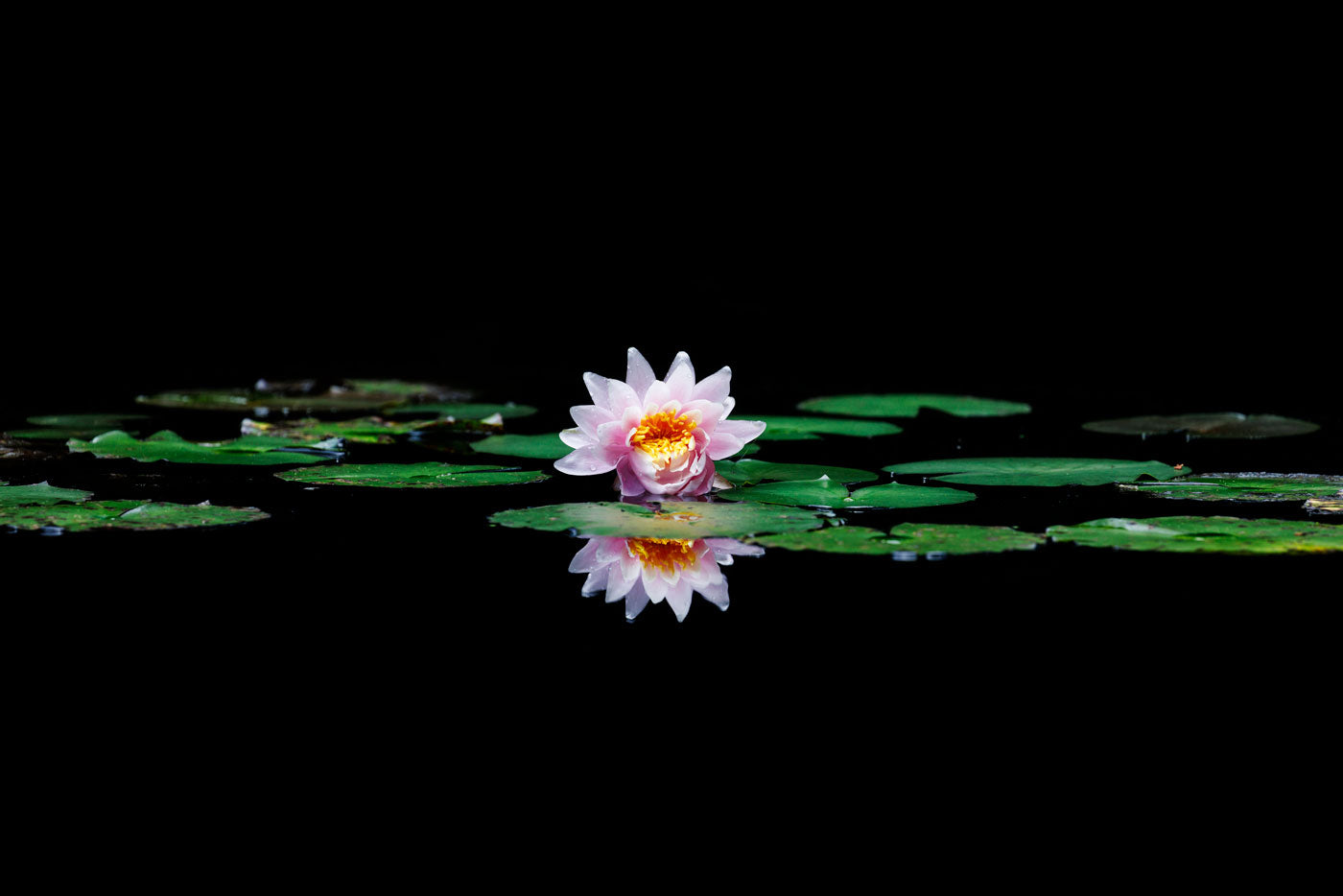 Pink Water Lily Wall Art