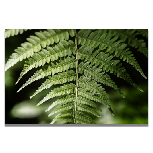 Green Fern Artwork