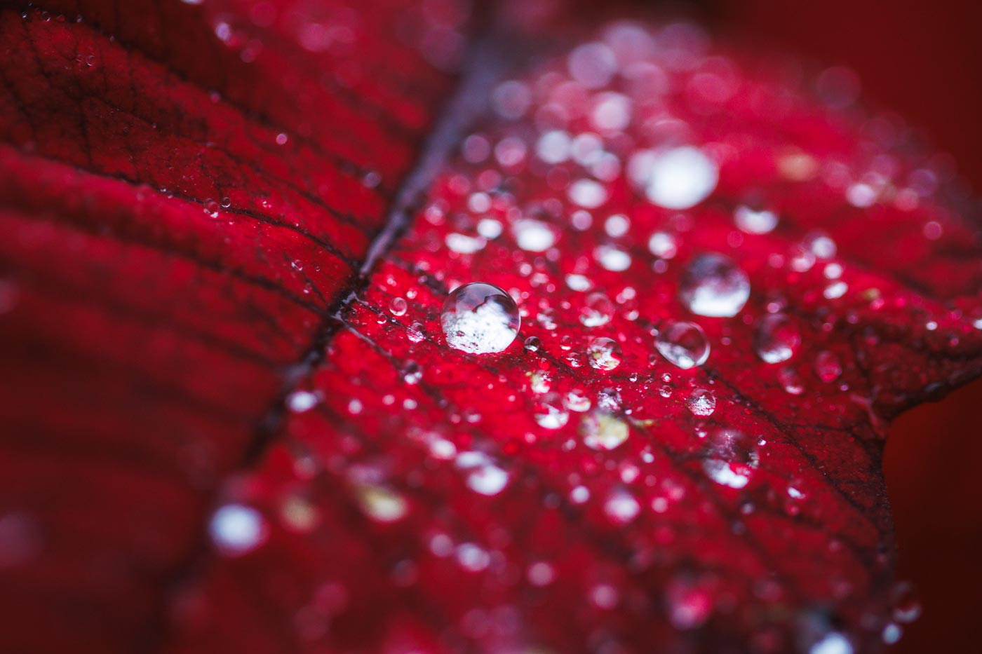 Red Floral Art Print