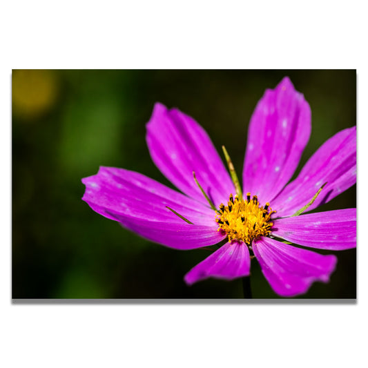 Pink Flower Wall Art