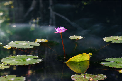 Purple Flower Wall Art