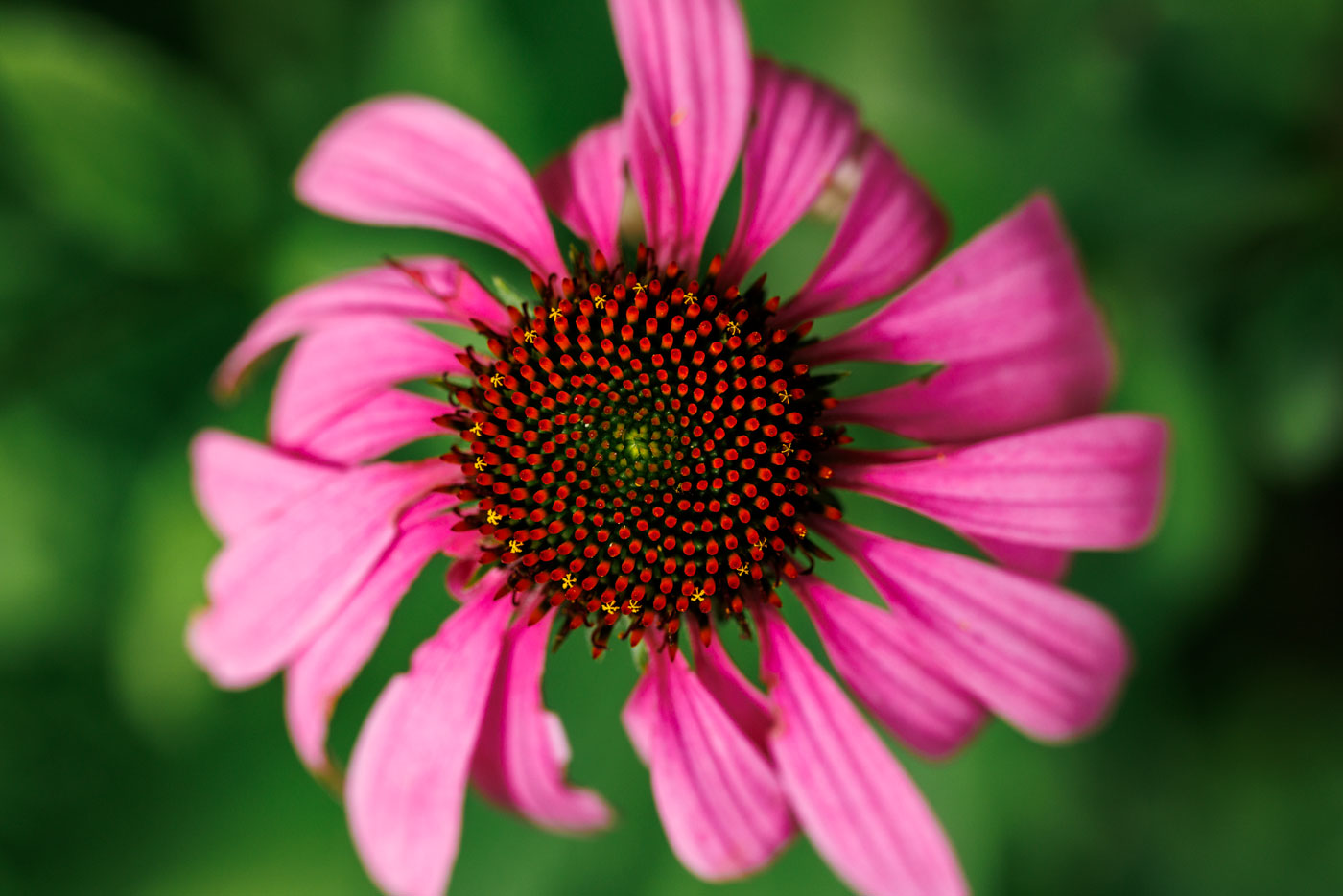 Pink Flower Art Print