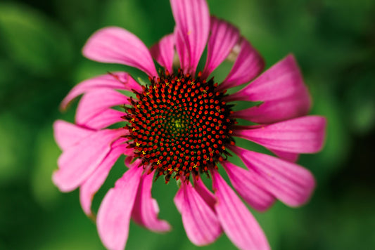 Pink Flower Art Print